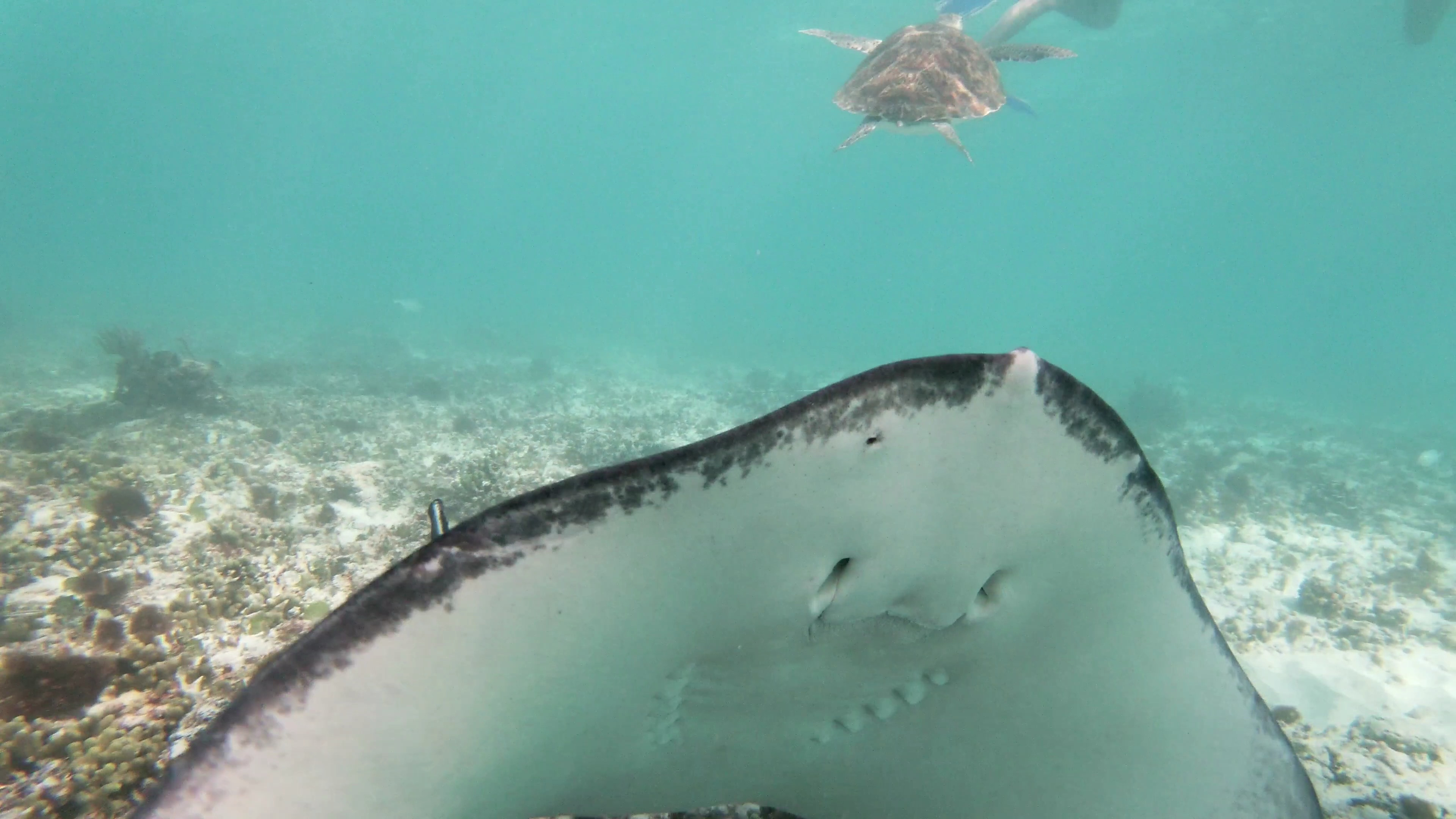 Snorkeling VIP Tour